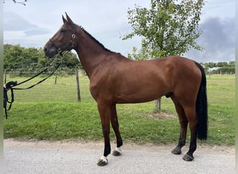 Westphalian, Gelding, 6 years, 17 hh, Brown