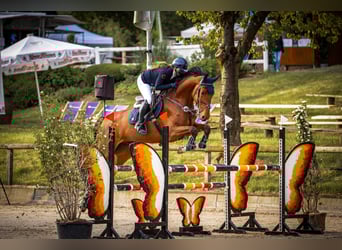 Westphalian, Gelding, 6 years, 17 hh, Brown
