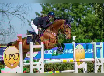 Westphalian, Gelding, 6 years, 17 hh, Brown