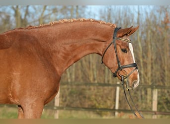 Westphalian, Gelding, 6 years, 17 hh, Chestnut-Red