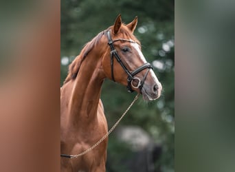 Westphalian, Gelding, 6 years, 17 hh, Chestnut-Red