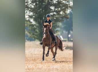 Westphalian, Gelding, 6 years, 17 hh, Chestnut-Red