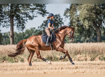 Westphalian, Gelding, 6 years, 17 hh, Chestnut-Red