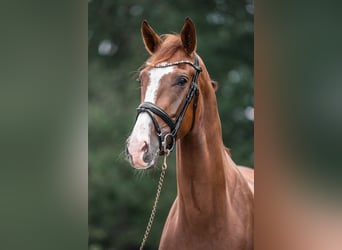 Westphalian, Gelding, 6 years, 17 hh, Chestnut-Red