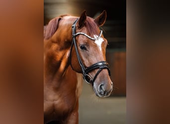 Westphalian, Gelding, 6 years, 17 hh, Chestnut-Red Westphalian, Gelding, 6 years, 17 hh, Chestnut-Red