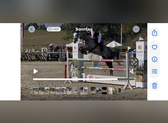 Westphalian, Gelding, 6 years, 17 hh, Gray-Dapple