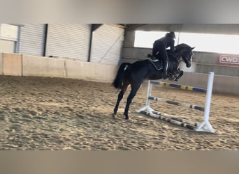 Westphalian, Gelding, 6 years, 17,3 hh, Smoky-Black