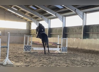 Westphalian, Gelding, 6 years, 17,3 hh, Smoky-Black