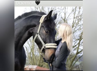 Westphalian, Gelding, 6 years, 17,3 hh, Smoky-Black