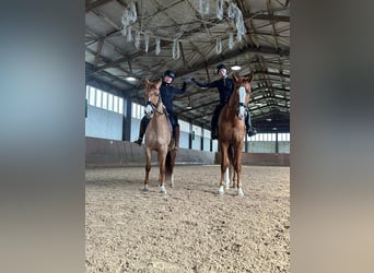 Westphalian, Gelding, 6 years, 18 hh, Chestnut-Red