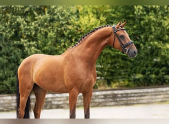 Westphalian, Gelding, 6 years, Brown