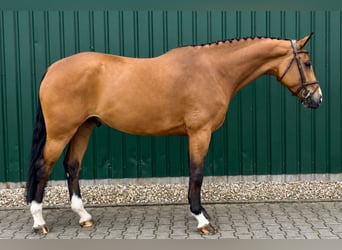 Westphalian, Gelding, 6 years, Brown