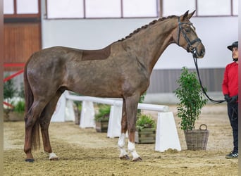 Westphalian, Gelding, 6 years, Chestnut