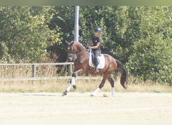 Westphalian, Gelding, 7 years, 16.1 hh, Brown