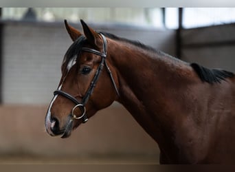 Westphalian, Gelding, 7 years, 16.1 hh, Brown