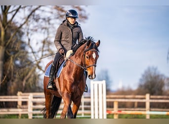 Westphalian, Gelding, 7 years, 16.1 hh, Brown