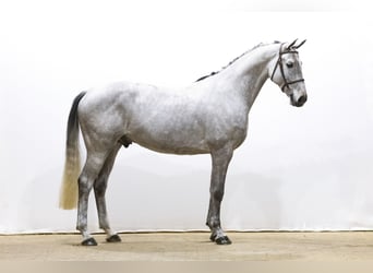 Westphalian, Gelding, 7 years, 16,1 hh, Can be white