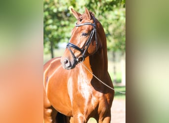 Westphalian, Gelding, 7 years, 16.1 hh, Chestnut-Red