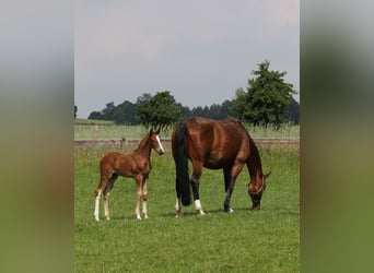 Westphalian, Gelding, 7 years, 16.1 hh, Chestnut-Red