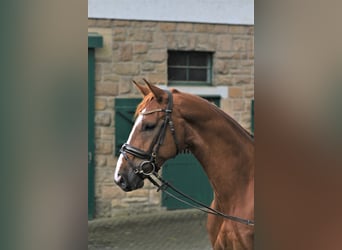 Westphalian, Gelding, 7 years, 16.1 hh, Chestnut-Red