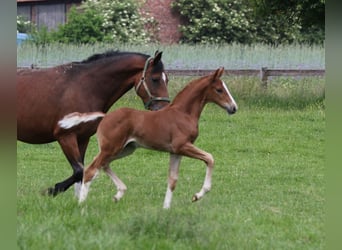 Westphalian, Gelding, 7 years, 16.1 hh, Chestnut-Red