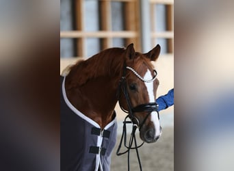 Westphalian, Gelding, 7 years, 16.1 hh, Chestnut-Red