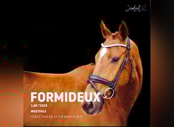 Westphalian, Gelding, 7 years, 16.1 hh, Chestnut-Red