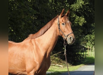 Westphalian, Gelding, 7 years, 16.1 hh, Chestnut-Red