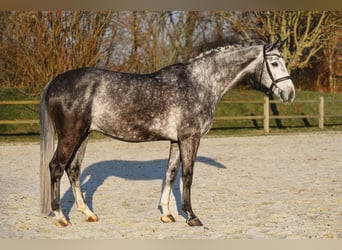 Westphalian, Gelding, 7 years, 16.1 hh, Gray