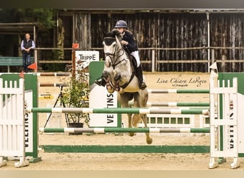 Westphalian, Gelding, 7 years, 16.1 hh, Grey