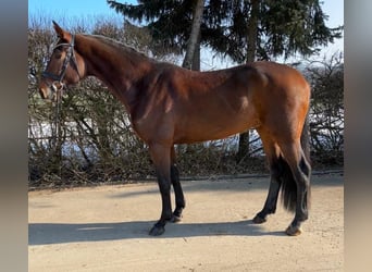 Westphalian, Gelding, 7 years, 16.2 hh, Bay-Dark