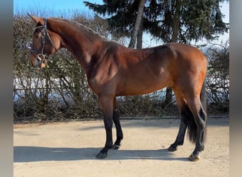 Westphalian, Gelding, 7 years, 16.2 hh, Bay-Dark