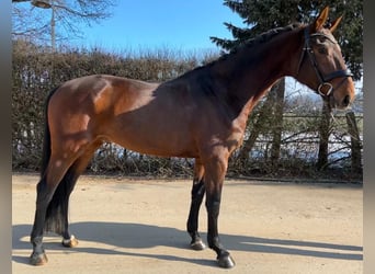 Westphalian, Gelding, 7 years, 16.2 hh, Bay-Dark