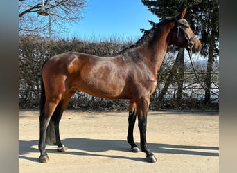 Westphalian, Gelding, 7 years, 16.2 hh, Bay-Dark