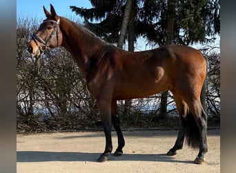 Westphalian, Gelding, 7 years, 16.2 hh, Bay-Dark