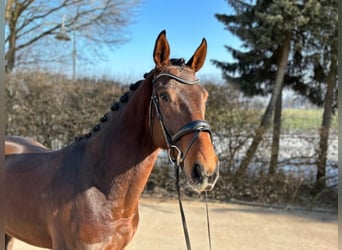 Westphalian, Gelding, 7 years, 16.2 hh, Bay-Dark