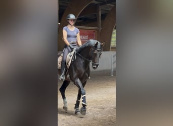 Westphalian, Gelding, 7 years, 16.2 hh, Bay-Dark