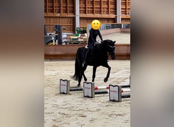 Westphalian, Gelding, 7 years, 16,2 hh, Black