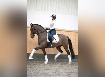 Westphalian, Gelding, 7 years, 16.2 hh, Brown