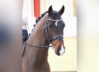 Westphalian, Gelding, 7 years, 16.2 hh, Brown