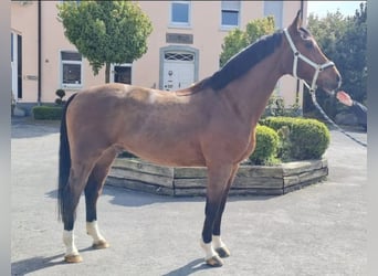 Westphalian, Gelding, 7 years, 16,2 hh, Brown