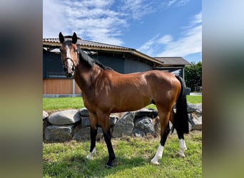 Westphalian, Gelding, 7 years, 16.2 hh, Brown