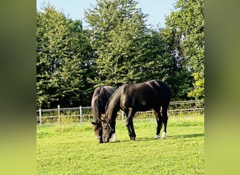 Westphalian, Gelding, 7 years, 16.2 hh, Chestnut