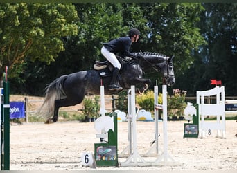 Westphalian, Gelding, 7 years, 16,2 hh, Gray