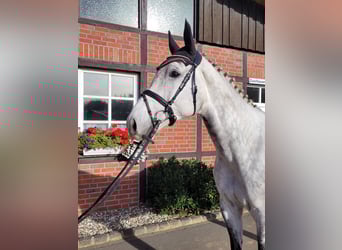 Westphalian, Gelding, 7 years, 16.2 hh, Gray