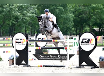 Westphalian, Gelding, 7 years, 16.2 hh, Grey