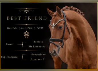 Westphalian, Gelding, 7 years, 16.3 hh, Chestnut