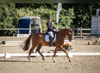 Westphalian, Gelding, 7 years, 16,3 hh, Chestnut-Red