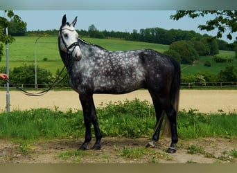 Westphalian, Gelding, 7 years, 16,3 hh, Gray