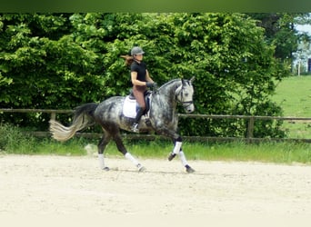 Westphalian, Gelding, 7 years, 16,3 hh, Gray